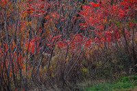indian ladder farms-0247