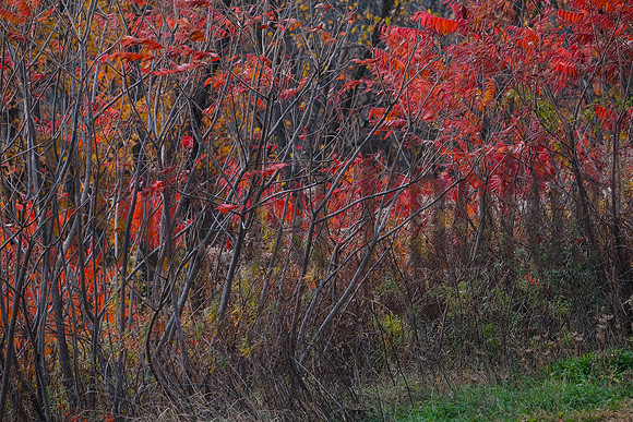 indian ladder farms-0247