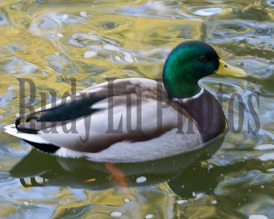 20140510-untitled-5
