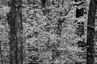 Roaring Fork-0049