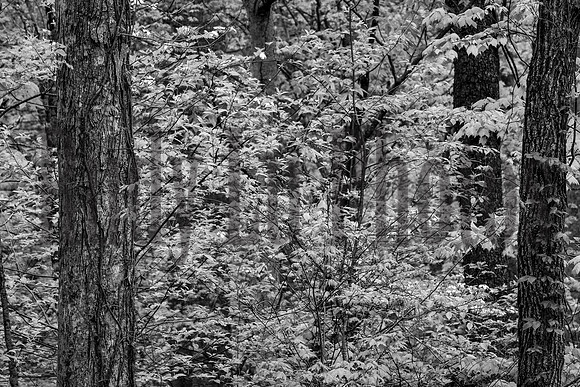 Roaring Fork-0049