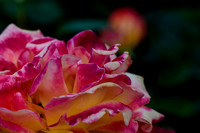 Schenectady Central Park Rose Garden 817