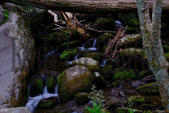 Roaring Fork-0037