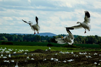 White Geese Dead Creek Fall 2006
