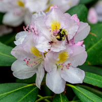 Azaleas, Rhododendrons, misc