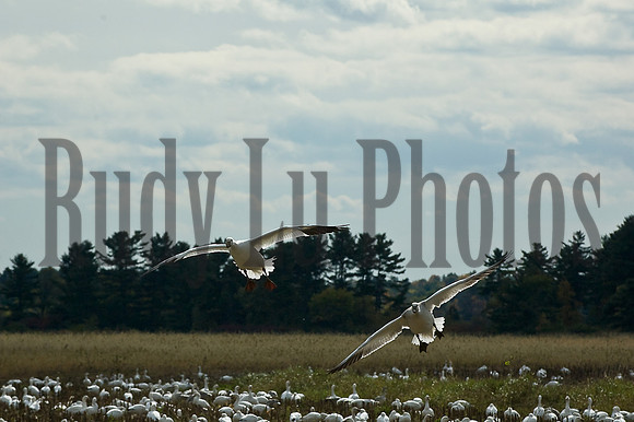 20140510-untitled-4-2