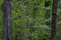 Roaring Fork-0050