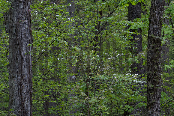Roaring Fork-0050